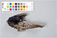 藏品(鵲鴝)的圖片